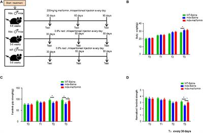 Metformin Increases Sarcolemma Integrity and Ameliorates Neuromuscular Deficits in a Murine Model of Duchenne Muscular Dystrophy